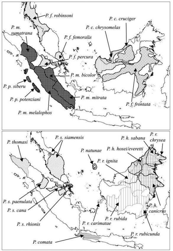 Peta sebaran spesies Presbytis berdasarkan taksonomi Grooves pada 2001 (Primate Report, 2004)